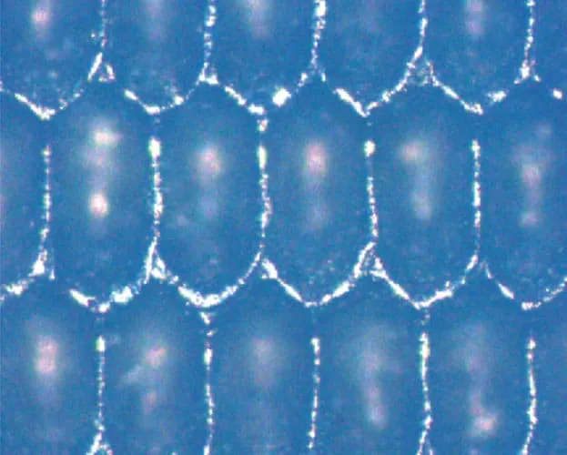 Anilox Eflo